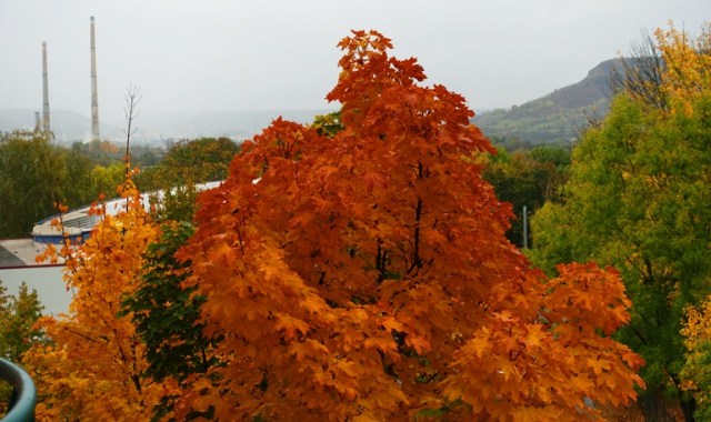 Autumn Color, Jena, Germany, Red Leaves