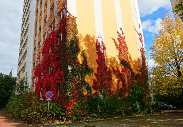 Ivy Covered Building, fall ivy, autumn color