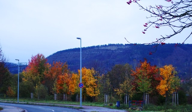 Colorful Trees, Goshwitz, Germany, Jena Germany