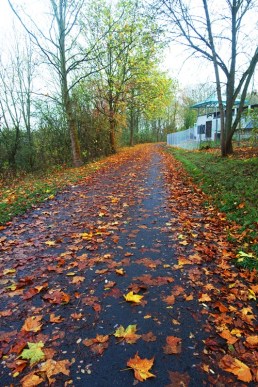 leaves, fall, autumn, fall color, jena, Germany