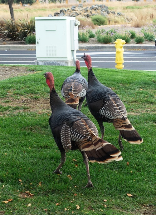 Wild turkeys, dublin, california