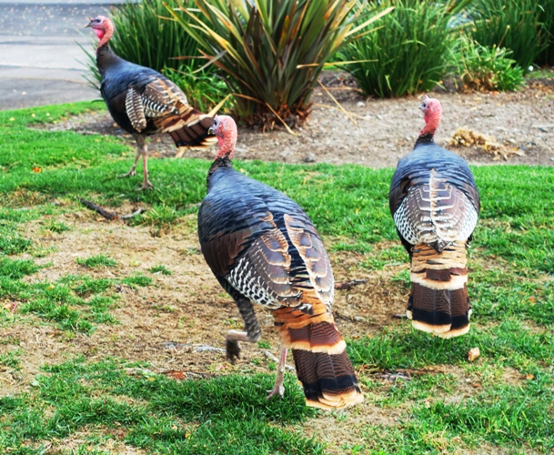 Turkeys, wild turkeys, feathers, colorful feathers