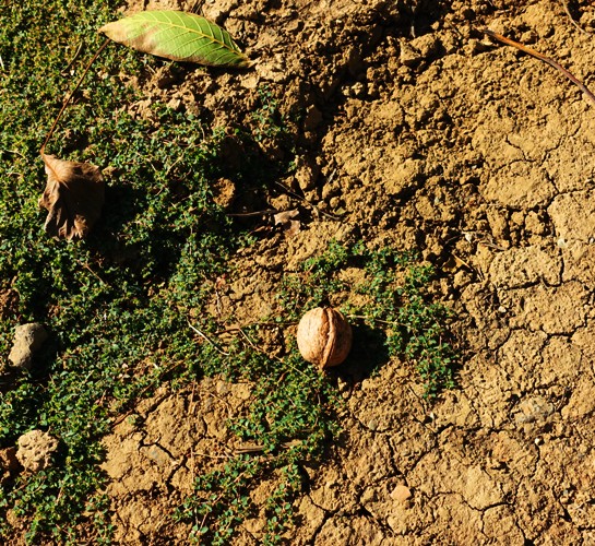 Walnut on Ground, Walnut Orchard, Walnuts