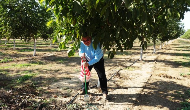 Picking up walnuts, nut harvest, walnuts, picker upper