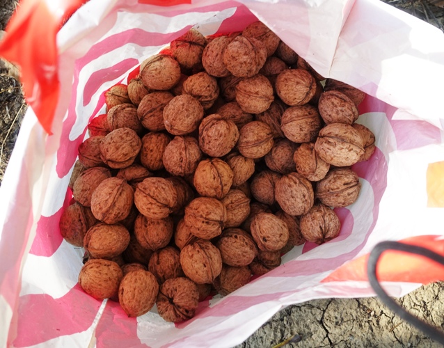 Walnut Harvest, Walnuts, Orchards, Walnut Orchard