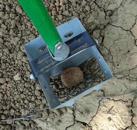 Walnuts, nut harvest, pick up tool