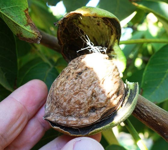 Walnut, husk, walnut harvest, harvest, orchard