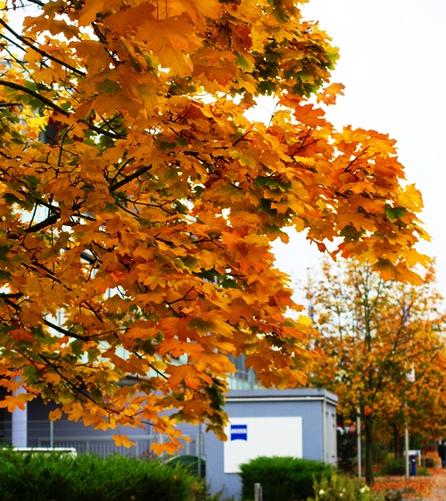 Yellow Leaves, Fall Color, Jena, Germany