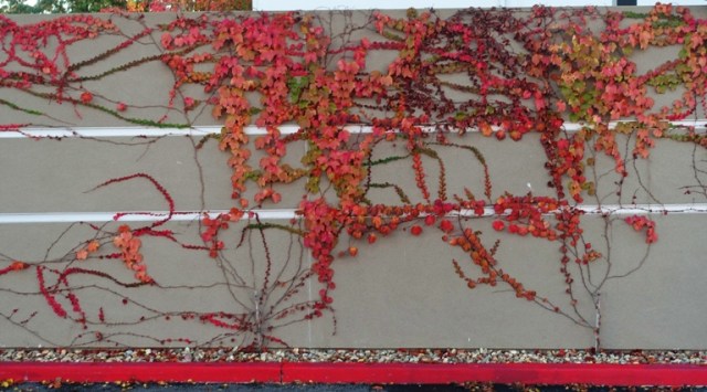 Ivy covered wall, dublin, california, fall