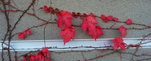 Ivy covered wall, dublin, california, fall