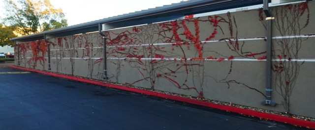 Ivy covered wall, dublin, california, fall