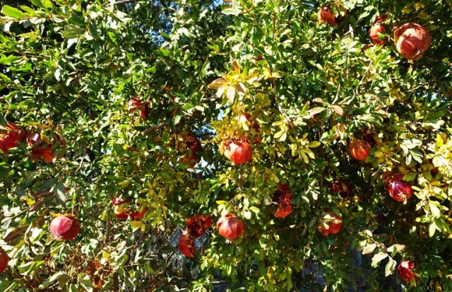 Pomegranate Jelly, Pomegranate, Seeds, Jelly, Cooking, Canning