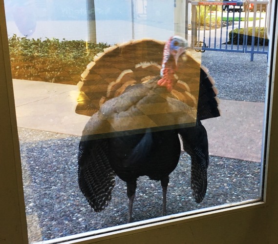 Turkey reacting to Reflection, Turkey Month, Gobbler