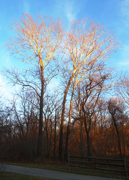 Sunset let trees, illumination, hiking, Missouri