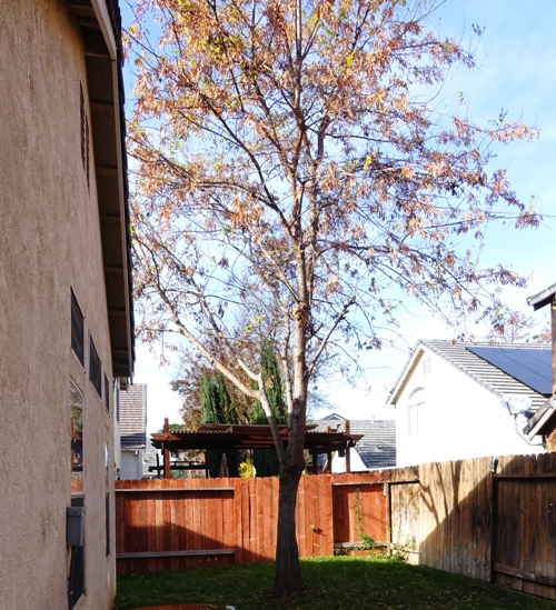 Backyard Tree, Tree Trimming, Lumberjack, Yard Work