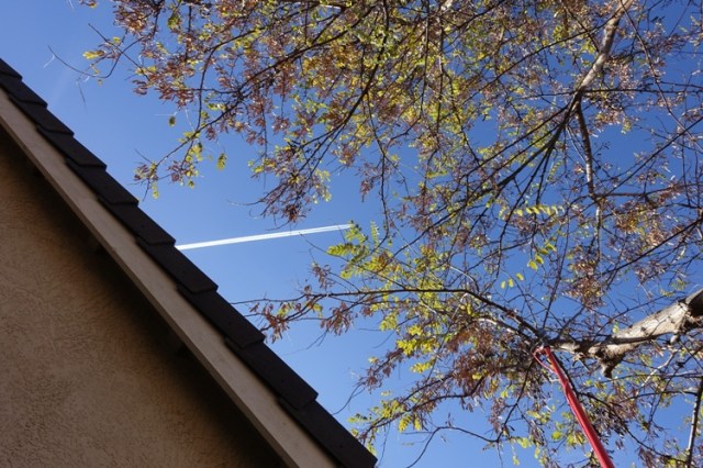 Backyard Tree, Tree Trimming, Lumberjack, Yard Work