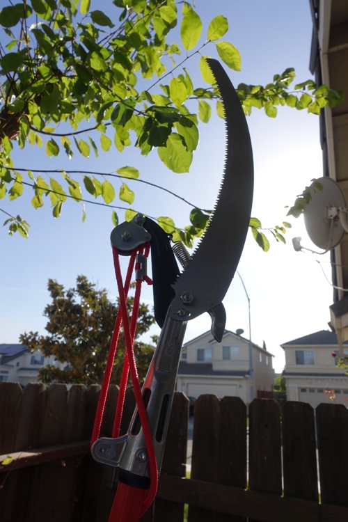 Backyard Tree, Tree Trimming, Lumberjack, Yard Work