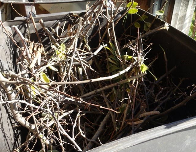 Backyard Tree, Tree Trimming, Lumberjack, Yard Work