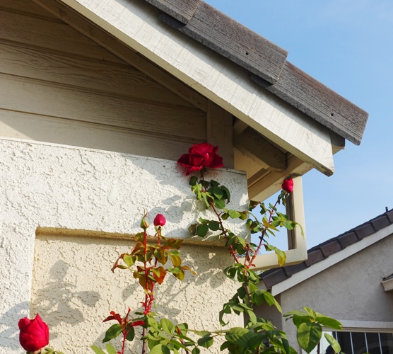 Roses, tall roses, eaves, Mr. Lincoln Roses