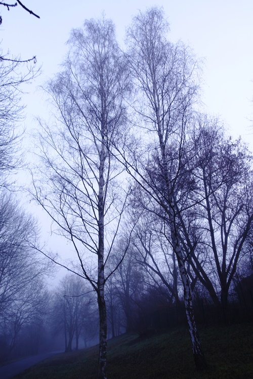 tall trees in fog, Jena, Germany, foggy morning