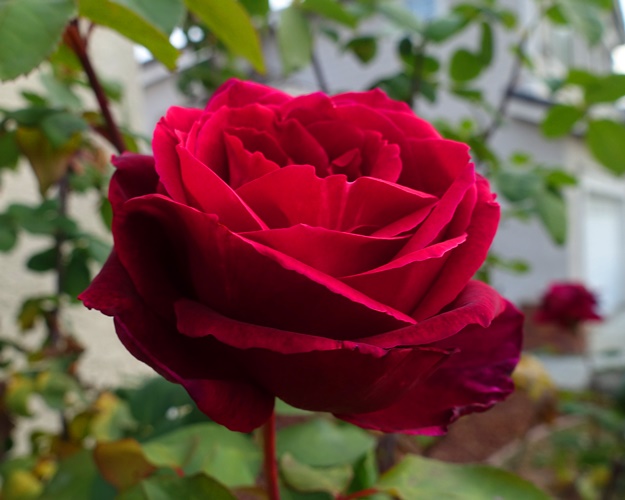 Red Rose, California, January Roses