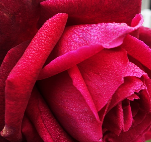 Fog, Rose, Water Droplets, January Rose