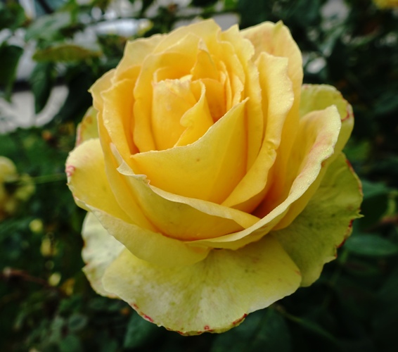 Yellow Rose in Fog