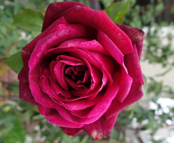 Rose, Fog condensation on Rose, Red Rose