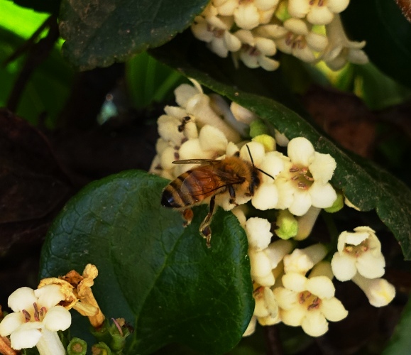 honey bees, California, pollination, bees