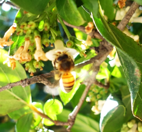 glowing bee, honey bee, pollination