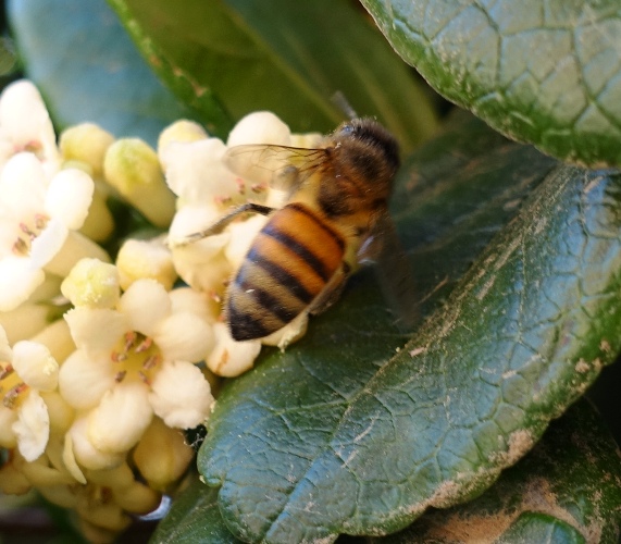 bee, honey bee, pollination, California, orchards