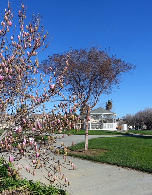 Tulip Tree, Zanuzi Park, Tracy, California, Gazebo