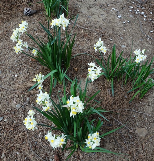 White Flowers, Spring