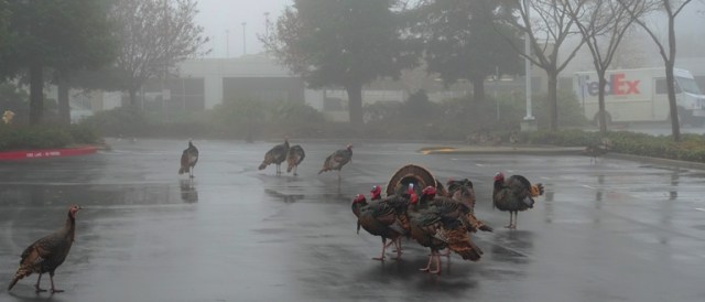 Wild Turkeys, Turkeys in the Fog, Parking Lot, Fog, Flock of Turkeys, Rafter of Turkeys