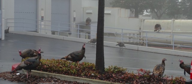 Wild Turkeys, Turkeys in the Fog, Parking Lot, Fog, Flock of Turkeys, Rafter of Turkeys