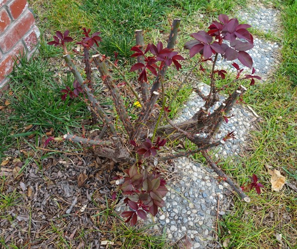 spring time, roses, new growth, almost spring