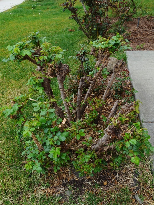 Big Rose Bush, Floribunda, spring rose growth
