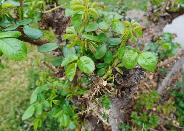 rose bush, new growth, spring growth, return of spring