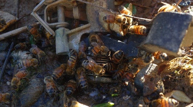 Bees, sprinkler, water, hydration, Honey Bees