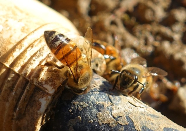 Bees, sprinkler, water, hydration, Honey Bees