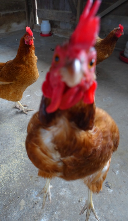 Jumping Chicken, Closeup, startled