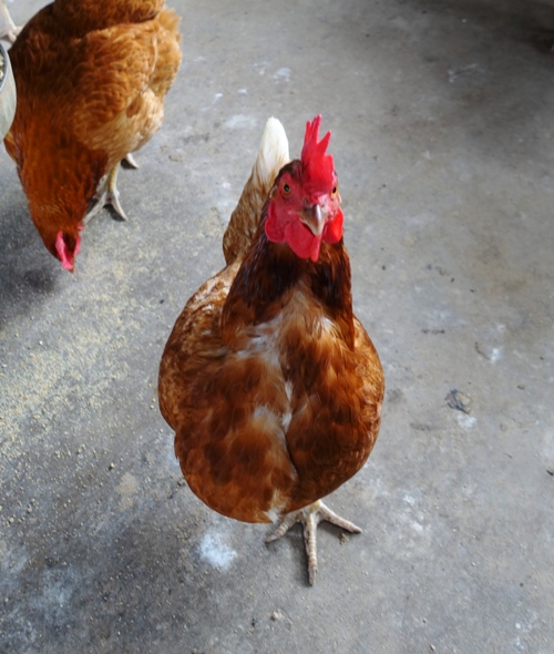 Chickens, Barnyard, Red Chickens, Layers