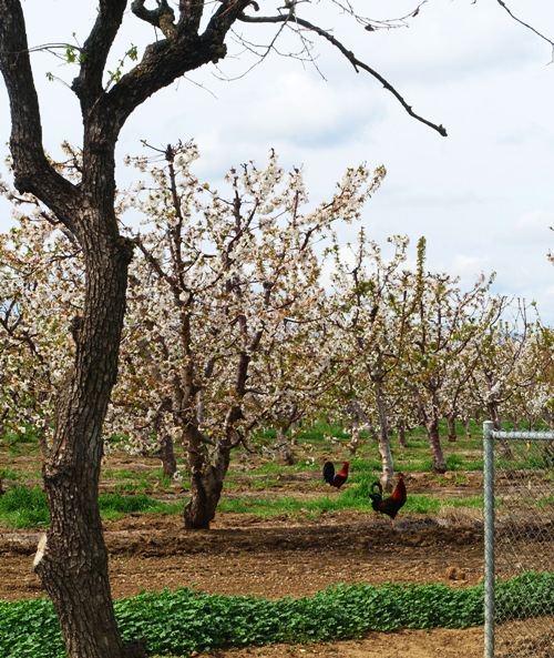 Roosters, wandering roosters, farm, orchard, cherry blossoms