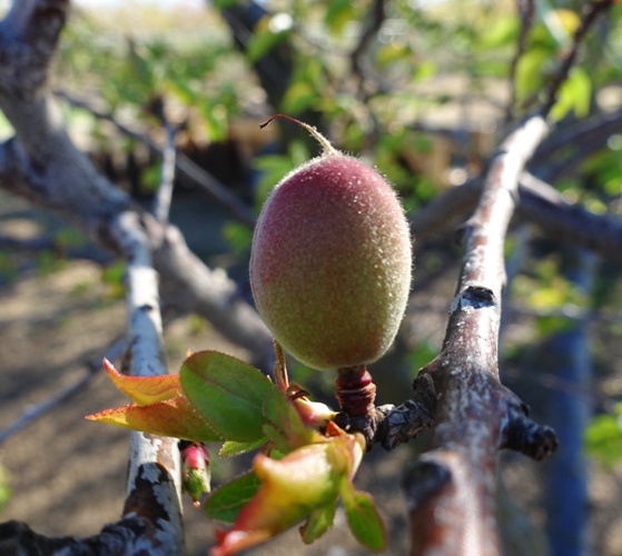 Apricot Tree, Fruit, Blossoms, trees, orchards