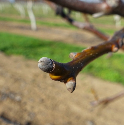 Walnut Tree, spring, delayed start, walnut orchard