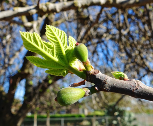 Figs, orchards, trees, fig trees, fruit