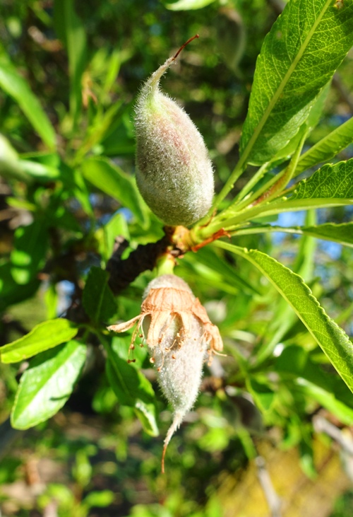 almonds, almond tree, orchards, spring