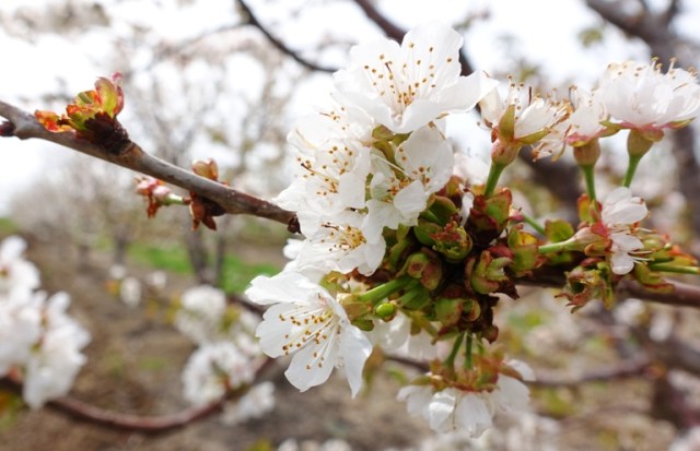 Cherry Blossoms, Cherries, Orchard, trees, spring, blossoms