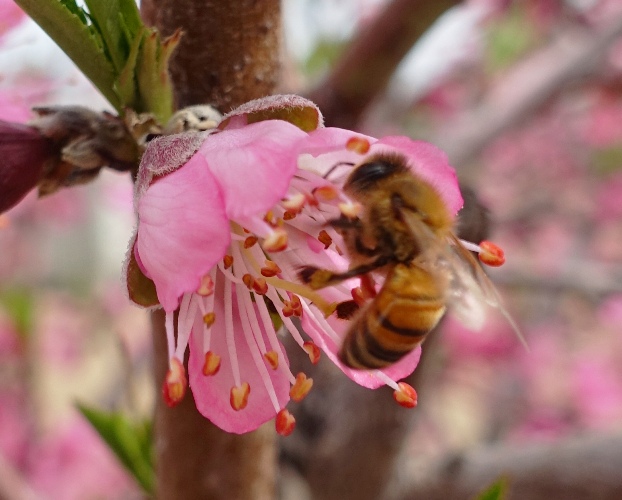 honey bee, blossom, fertilizing, pollen, orchard