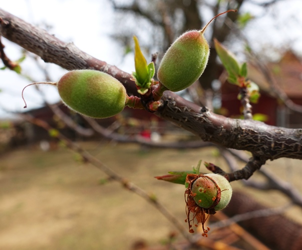 tiny apricots, apricot tree, spring, fruit buds